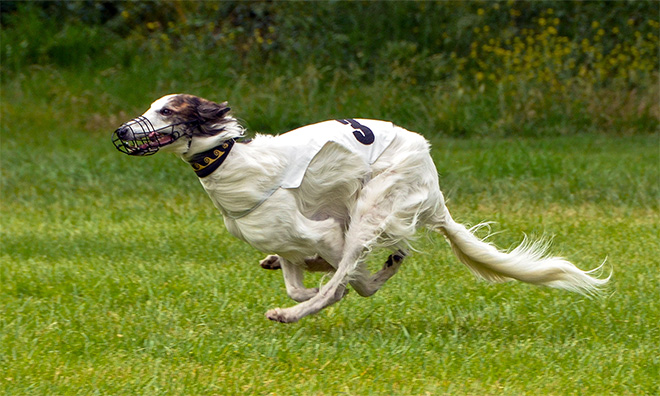 Banzai racing at Biddle