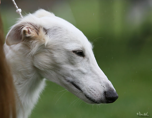 Storm profile - rain