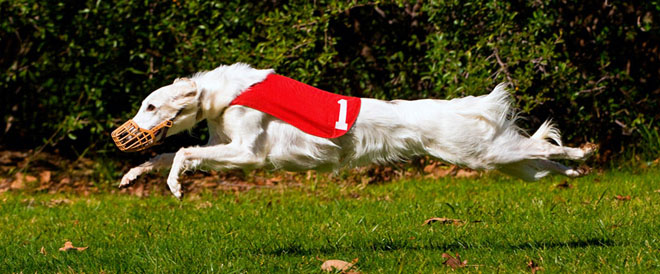 Storm - racing Feb 2010