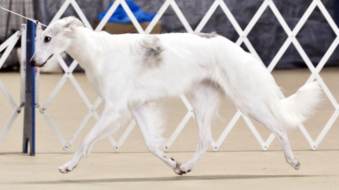 Storm - Silkenfest slow trot