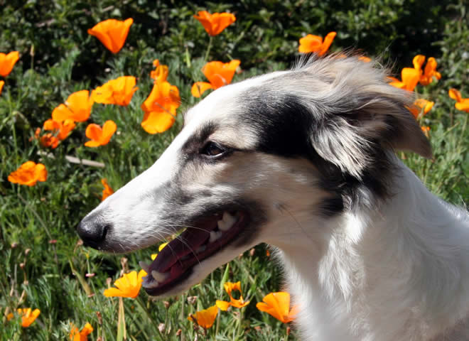 Isis head with poppies - 7 months