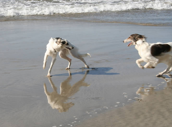 Isis - play with Strider in waves