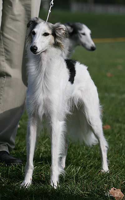 Isis - Best of Breed ring Boofest 08