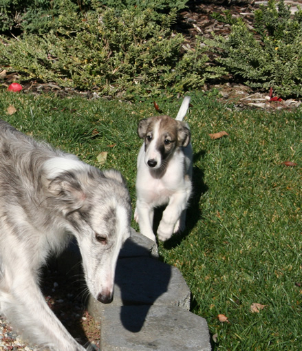 Kyra with 8 week old Tuscan